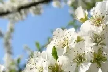 樱桃树什么时候开花,在几月份开花?樱桃树什么时候开花,在的功效与作用