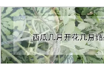 西瓜几月开花几月结果