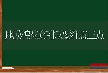 地膜棉花套甜瓜要注意三点