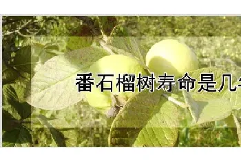 番石榴树寿命是几年