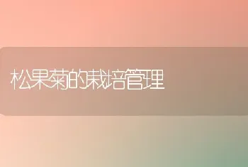 松果菊的栽培管理