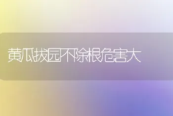 黄瓜拔园不除根危害大