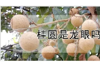 桂圆是龙眼吗