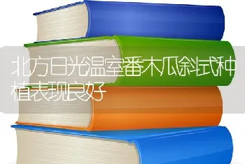 北方日光温室番木瓜斜式种植表现良好