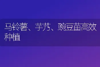 马铃薯、芋艿、豌豆苗高效种植