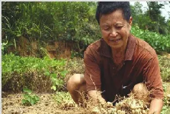 花生种植技术 花生高产的秘诀是什么？