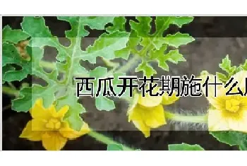 西瓜开花期施什么肥