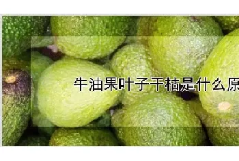 牛油果叶子干枯是什么原因