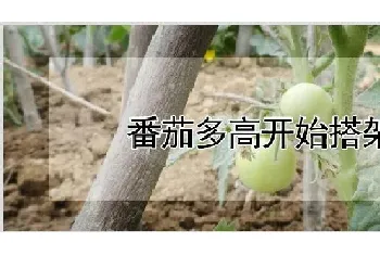 番茄多高开始搭架