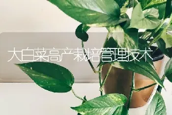 大白菜高产栽培管理技术