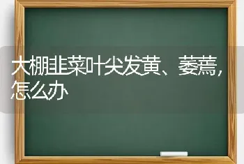 大棚韭菜叶尖发黄、萎蔫,怎么办