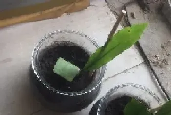 昙花抗冻吗?昙花的养殖方法和注意事项