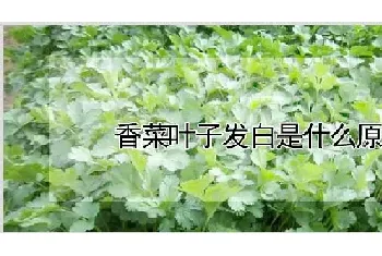 香菜叶子发白是什么原因