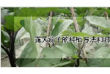 露天茄子的种植方法和时间