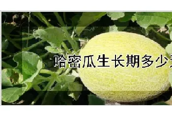 哈密瓜生长期多少天