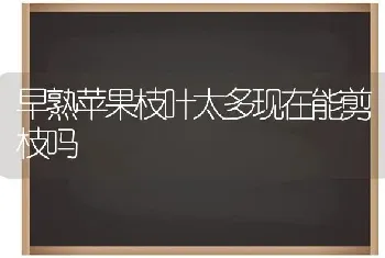 早熟苹果枝叶太多现在能剪枝吗