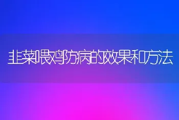 韭菜喂鸡防病的效果和方法