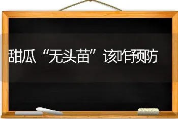 甜瓜“无头苗”该咋预防