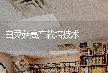 白灵菇高产栽培技术