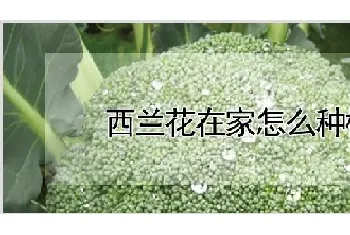 西兰花在家怎么种植