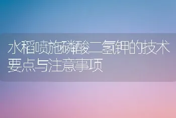 水稻喷施磷酸二氢钾的技术要点与注意事项