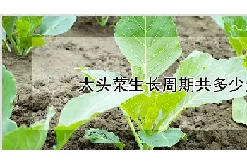 大头菜生长周期共多少天