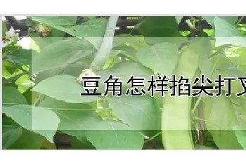 豆角怎样掐尖打叉