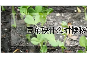 豆角秧什么时候移秧