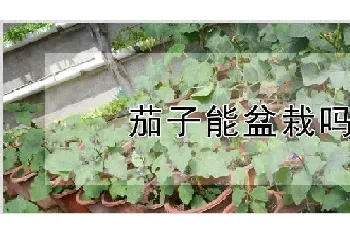 茄子能盆栽吗