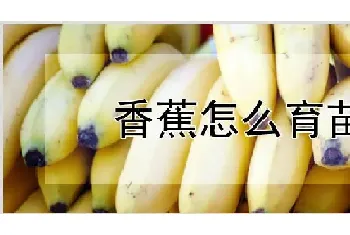 香蕉怎么育苗