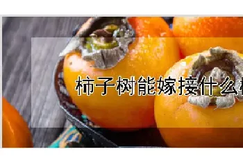 柿子树能嫁接什么树