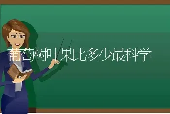 葡萄树叶果比多少最科学