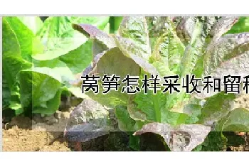 莴笋怎样采收和留种