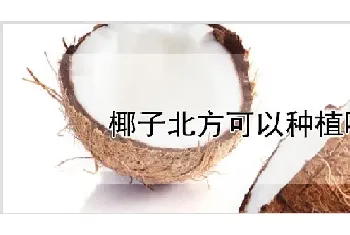 椰子北方可以种植吗