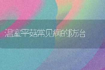 温室平菇常见病的防治