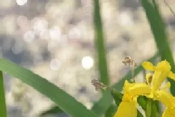 黄花一年开几次花?黄花形态特征与植物学史