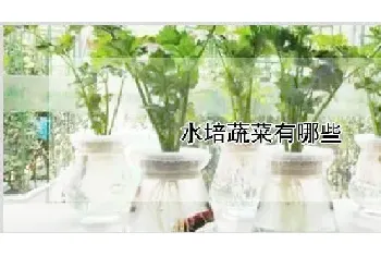 水培蔬菜有哪些