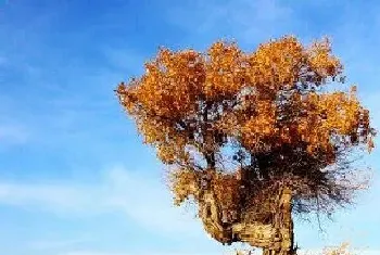 沙生植物有哪些?沙生植物大全