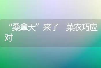 “桑拿天”来了 菜农巧应对