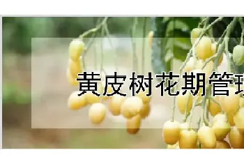 黄皮树花期管理