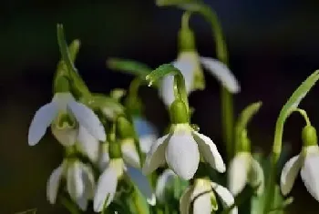 雪莲花几月份开花,形态特征与植物学史