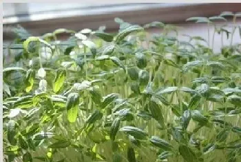 苗菜种植方法技术