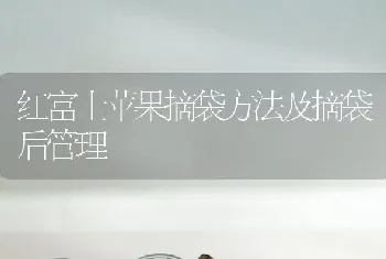 红富士苹果摘袋方法及摘袋后管理