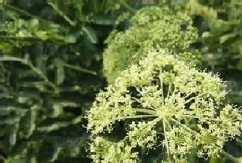 芷是什么植物?