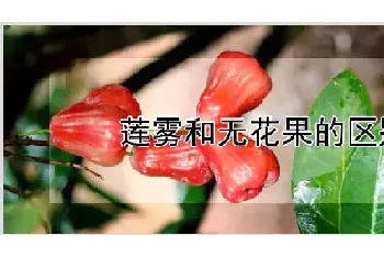 莲雾和无花果的区别