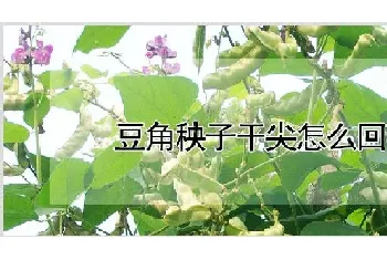 豆角秧子干尖怎么回事