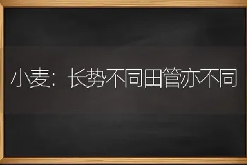 小麦：长势不同田管亦不同