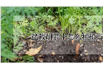 盆栽胡萝卜怎么种植方法