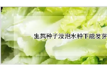 生菜种子没泡水种下能发芽吗