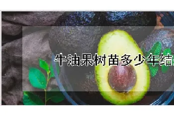 牛油果树苗多少年结果